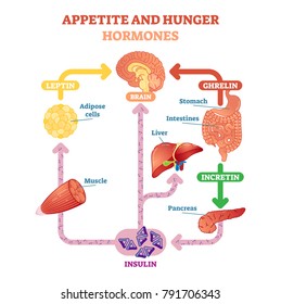 Appetite and hunger hormones vector diagram illustration, graphic educational scheme. Educational medical information.