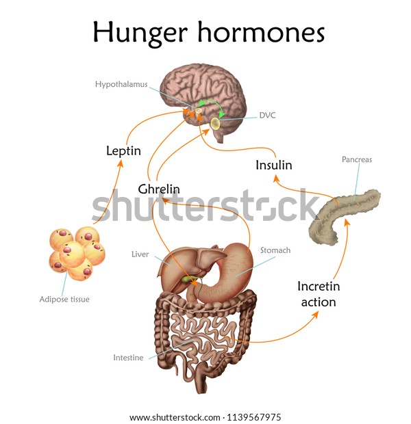 食欲と空腹ホルモンのベクター画像イラスト のベクター画像素材 ロイヤリティフリー