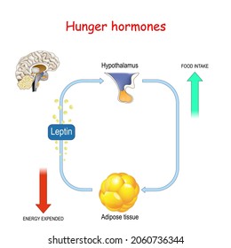 Appetite, Leptin Hormone And Adipose Tissue. Leptin The Satiety Hormone. Vector Diagram