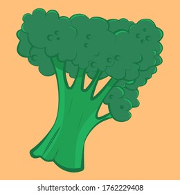 Appetizing broccoli. Healthy green vegetable.