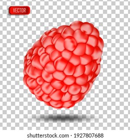 Appetizing fresh raspberries isolated on a transparent background. Realistic vector illustration