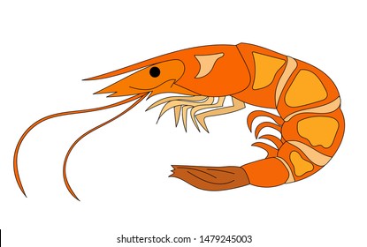 Appetizing and juicy shrimp isolated on the background. Tasty and healthy food. Japanese cuisine, illustration eps 10