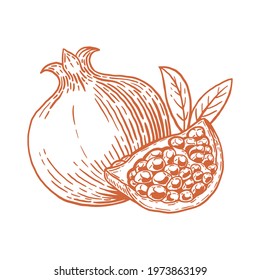 Appetizing pomegranate with leaves and cut off a slice. Delicious fruit. Hand drawn sketch. Vintage style. Vector illustration.