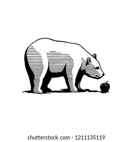 apple bear illustration drawing