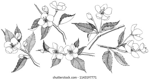 La manzana florece en un estilo vectorial aislado. Nombre completo de la planta: Florecimiento de Apple. Flor vectorial para fondo, textura, patrón envolvente, marco o borde.