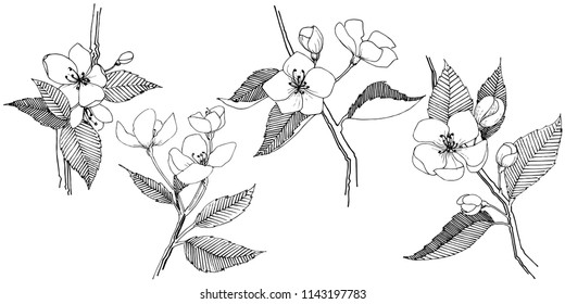 La manzana florece en un estilo vectorial aislado. Nombre completo de la planta: Florecimiento de Apple. Flor vectorial para fondo, textura, patrón envolvente, marco o borde.