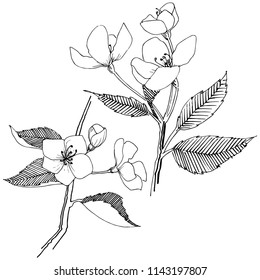 La manzana florece en un estilo vectorial aislado. Nombre completo de la planta: Florecimiento de Apple. Flor vectorial para fondo, textura, patrón envolvente, marco o borde.
