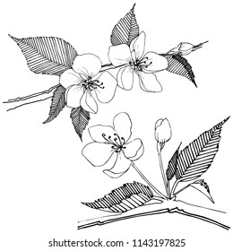 Apple bloom in a vector style isolated. Full name of the plant: Apple bloom. Vector flower for background, texture, wrapper pattern, frame or border.