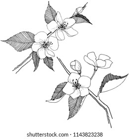 Apfelblüte im Vektorstil einzeln. Vollständiger Name der Pflanze: Apfelblüte. Vektorblume für Hintergrund, Textur, Wrapper-Muster, Rahmen oder Rahmen.
