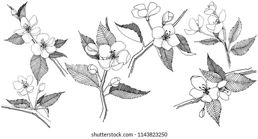 Apple bloom in a vector style isolated. Full name of the plant: Apple bloom. Vector flower for background, texture, wrapper pattern, frame or border.