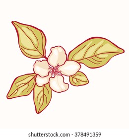 Apple blossom.
