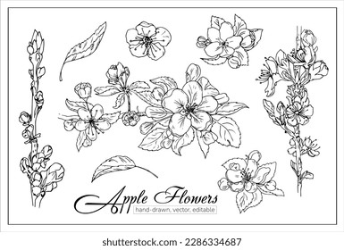 apple blossom flower clip art