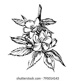 Apple blossom branch isolated on white. Vintage botanical hand drawn illustration. Spring flowers of apple tree.