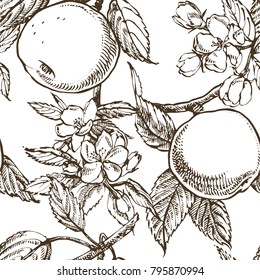 Apple blossom branch isolated on white. Vintage botanical hand drawn illustration. Spring flowers of apple tree. Seamless patterns.