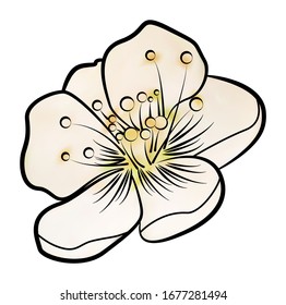 Apple blossom. Contour pattern, painted. There is an option in the vector.