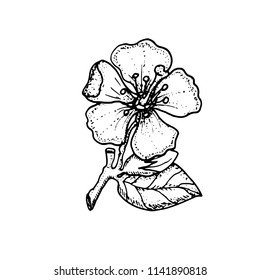 Apple blossom. Flower. Vector hand drawn illustration. 
