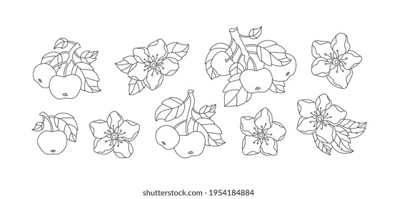 Apple blossom flowers and fruit isolated. Set collection. Vector artwork. Vintage style. Coloring book page. Black and white. Bohemian concept for wedding invitation card. Print, poster, wallpaper