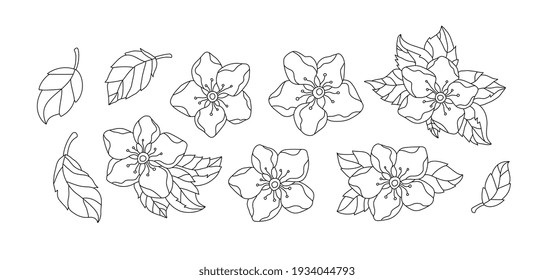 Apple blossom flowers isolated. Set collection. Vector artwork. Vintage style. Coloring book page for adults. Black and white. Bohemian concept for wedding invitation card. Print, poster, wallpaper