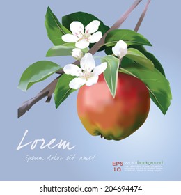 Apple Blossom and Fruit vector illustration. Floral banner for food and cosmetics package labeling, greeting cards, invitations, life events announcements, decals. Sample text. Vector easy to edit.