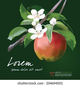 Apple Blossom and Fruit vector illustration. Floral banner for food and cosmetics package labeling, greeting cards, invitations, life events announcements, decals. Sample text. Editable  EPS10.