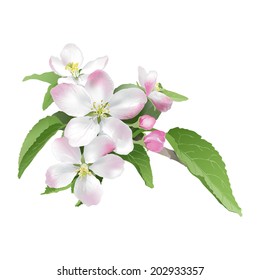 Apple blossom Hand drawn vector illustration of apple blossoms on white background - realistic style.  