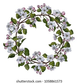 Apple blossom handdrawn colored frame isolated on white background. Apple flowers design best for wedding invitations. Awesome elegant retro design flower frame. Vector botanical illustrations 