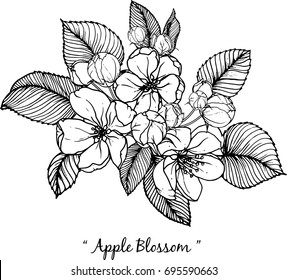 Apple Blossom Illustration On White Background.