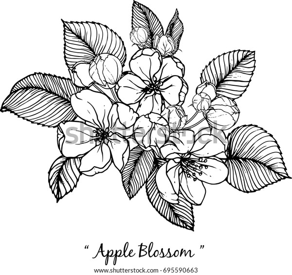 白い背景にリンゴの花のイラスト のベクター画像素材 ロイヤリティフリー