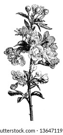 Apple blossom (Pyrus Coronaria) is Arkansas State Flower belongs to a family of Rosaceae, have five pink and white petals, and green leaves, vintage line drawing or engraving illustration.