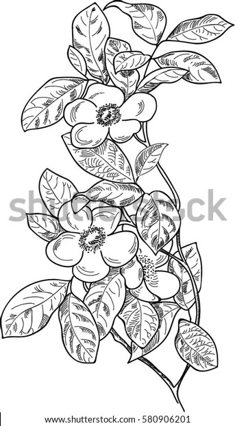 Apple Blossom Sketch Pencil Ink Card Stock Vector Royalty Free