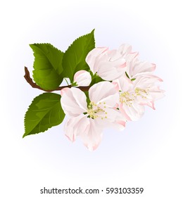 Apple blossom twig with leaves blue background vintage vector illustration  