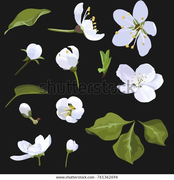 Apple Blossom Vector Clip Art Set Stock Vector (Royalty Free) 761362696