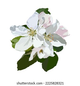 Apple blossom, vector illustration isolated on white background. Beautiful apple tree flowers, blooming spring nature.