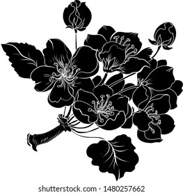 Apple blossom vector isolate on white background.