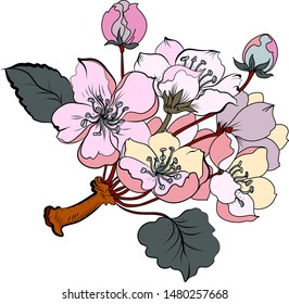 Apple blossom vector isolate on white background.Sakura flower tattoo.Hand drawn isolate cherry blossom flower of Japan.Outline and silhouette peach blossom.