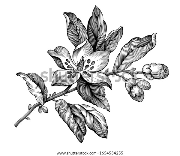 Apple Blossom Vintage Floral Spring Branch Stock Vector Royalty Free