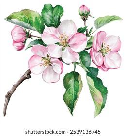 Apfelblüte Aquarell Clipart-Illustration