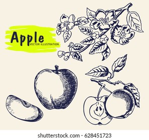 Apple, blossoming apple sketch. Collection of detailed hand drawn apples.