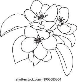 Apple Blossoms Line Art. Vector Illustration Of Black And White Spring Flowers. 