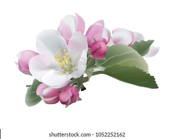 Apple Blossom Drawing Images Stock Photos Vectors Shutterstock