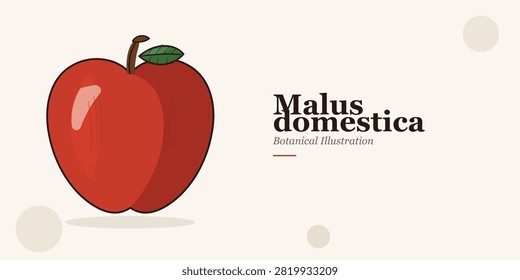 Apple botanical illustration in classic scientific style featuring layered color shading, fine surface veins, detailed leaf with midrib and lateral veins, branch stub, and rich warm tones. Labeled with Latin name Malus domestica. Ideal for publishing, educational books, organic packaging, wall art, herbal branding, and premium food labels. 