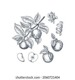 
Apple botanical illustration. Engraved style. Vector illustration.