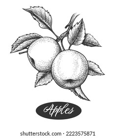 Apple branch etching. Etched apples with leaves on branches engraving, ink engraved for old orchard vitamin juice identic emblem