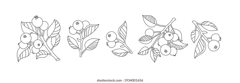 Apple branch and fruit isolated. Set collection, bundle. Vector artwork. Vintage style. Coloring book page. Black and white. Bohemian concept for wedding invitation card. Print, poster, wallpaper