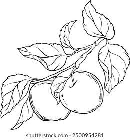 Rama de manzana con ilustración de contorno de frutas.