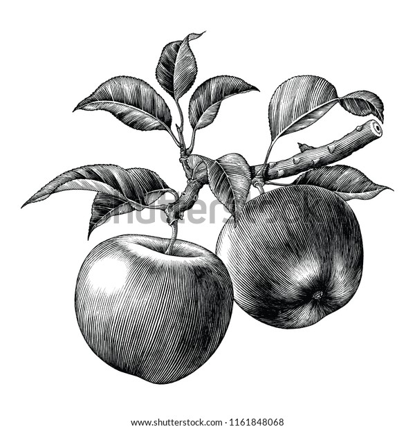 白い背景にリンゴの枝の手描きのビンテージクリップアート のベクター画像素材 ロイヤリティフリー
