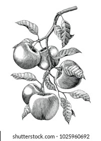 Apple branch hand drawing vintage engraving illustration isolate on white background