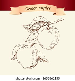 Apple Branch Hand Drawing Vintage  Illustration