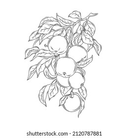 Apple branch hand drawing vintage vector illustration.