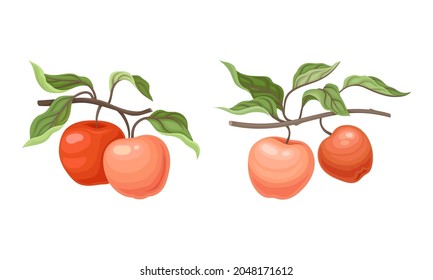 Apple Branch with Hanging Ripe Pomaceous Fruit Vector Set